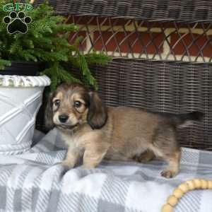 Fudge, Dachshund Puppy